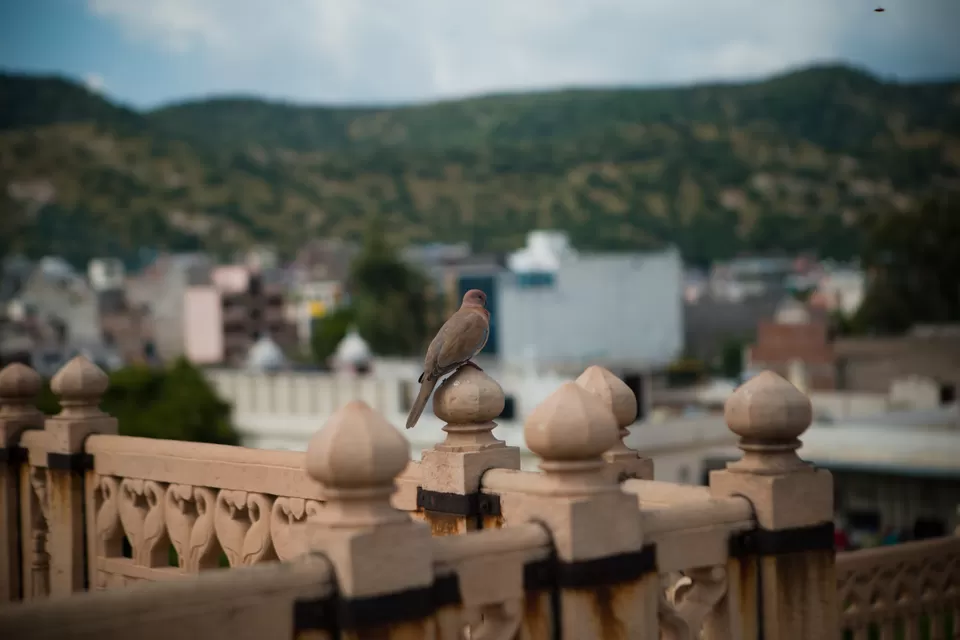 Photo of Gaitore Ki Chhatriyan, Krishna Nagar, Brahampuri, Jaipur, Rajasthan, India by nithinpn86