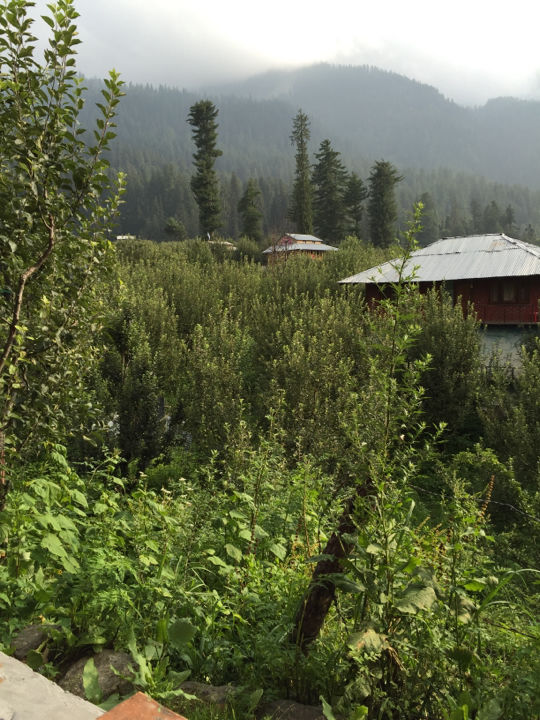 Photo of Majestic valley of Orchards,Pastures & Prairies-KALGA&PULGA by Mitaank Sharma