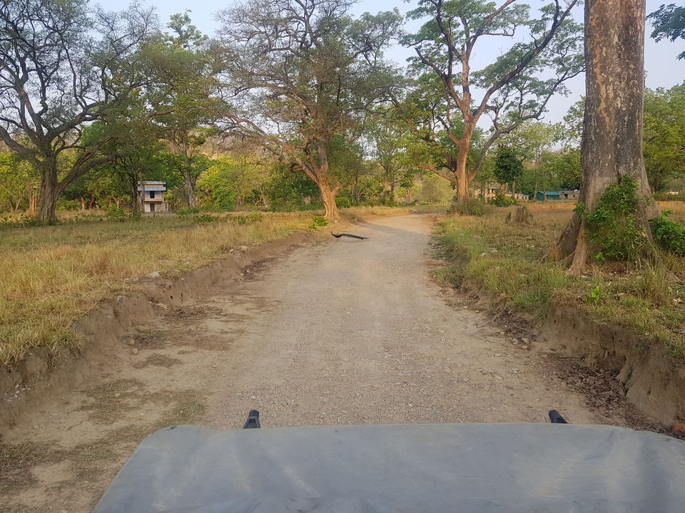 Photo of Jim Corbett National Park - Wildlife & Beyond by Saif Sheikh