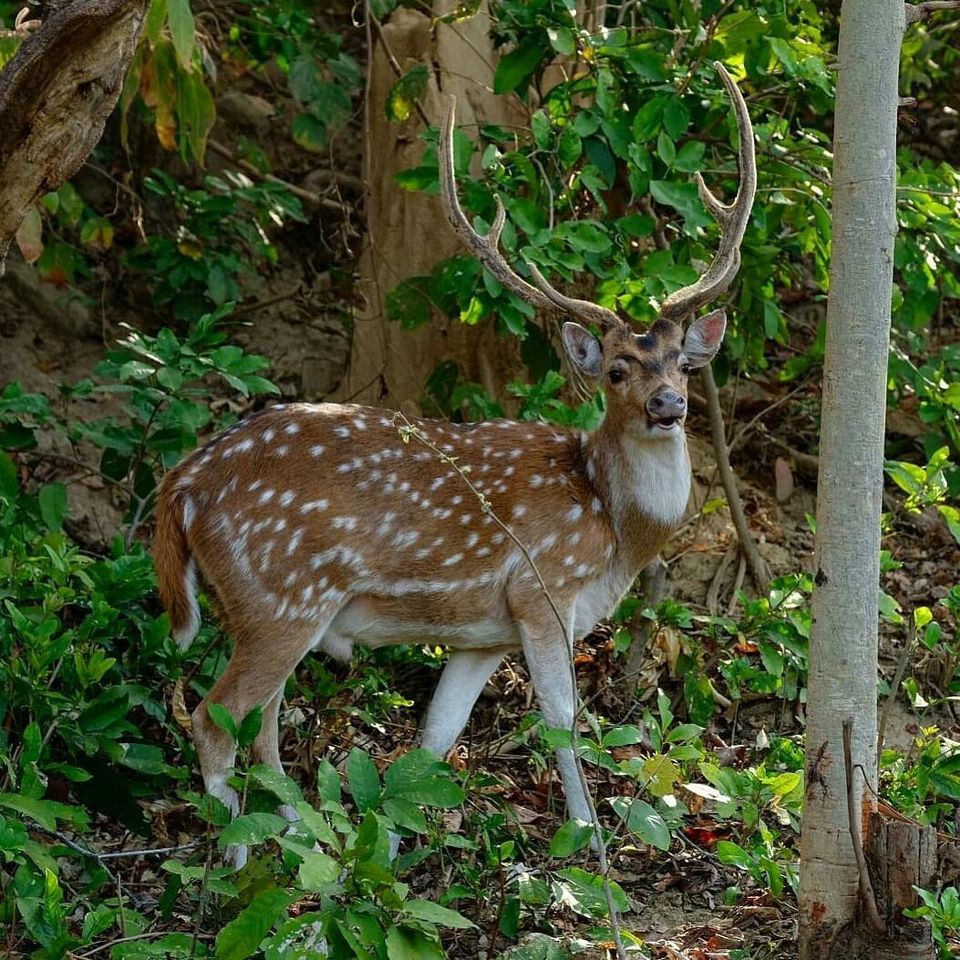 Photo of Jim Corbett National Park - Wildlife & Beyond by Saif Sheikh