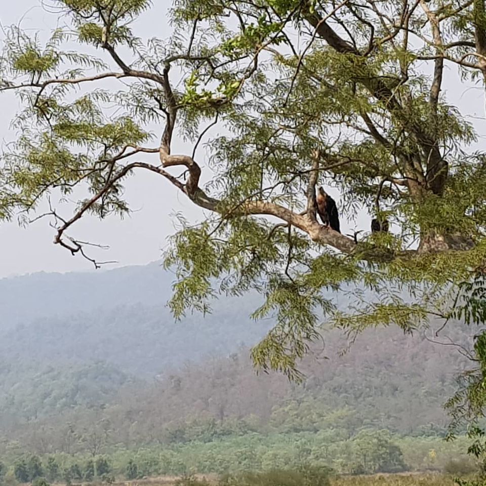 Photo of Jim Corbett National Park - Wildlife & Beyond by Saif Sheikh