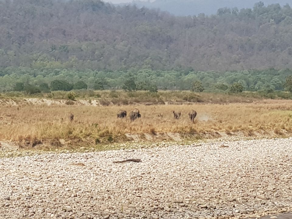 Photo of Jim Corbett National Park - Wildlife & Beyond by Saif Sheikh