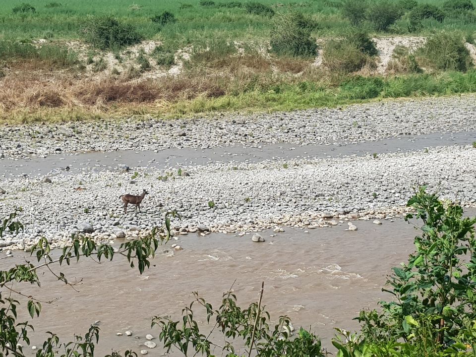 Photo of Jim Corbett National Park - Wildlife & Beyond by Saif Sheikh