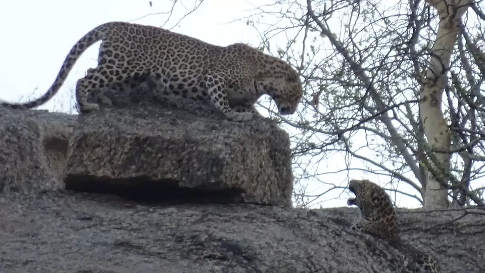 Photo of Jawai Leopard, Rughnathpura, Rajasthan, India by Chetan Soni