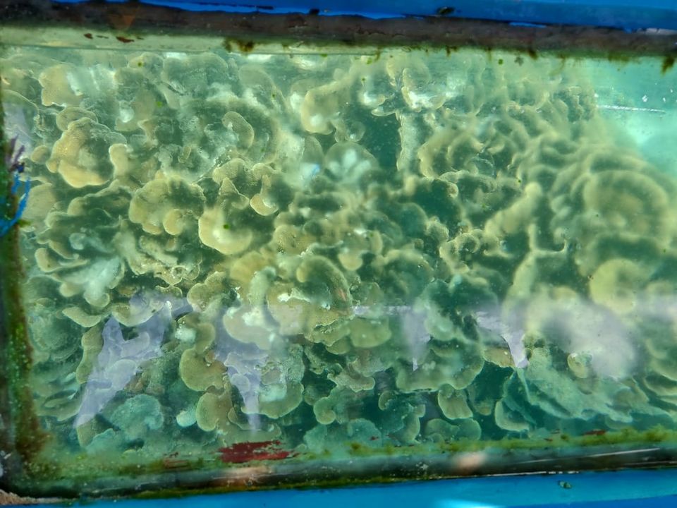 Photo of Lakshadweep, India by prerna prakash