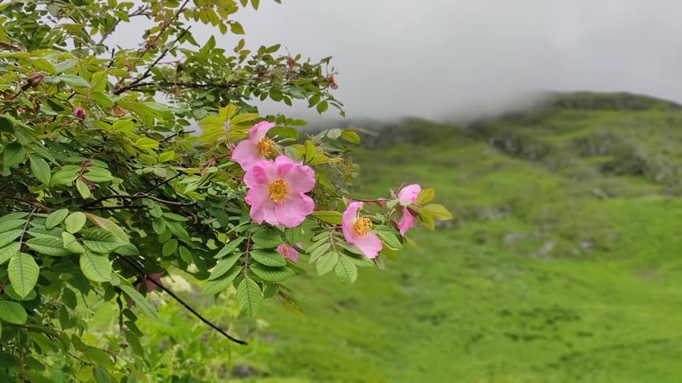 Photo of Valley of Flowers National Park, Uttarakhand, India by Kumar Rahul