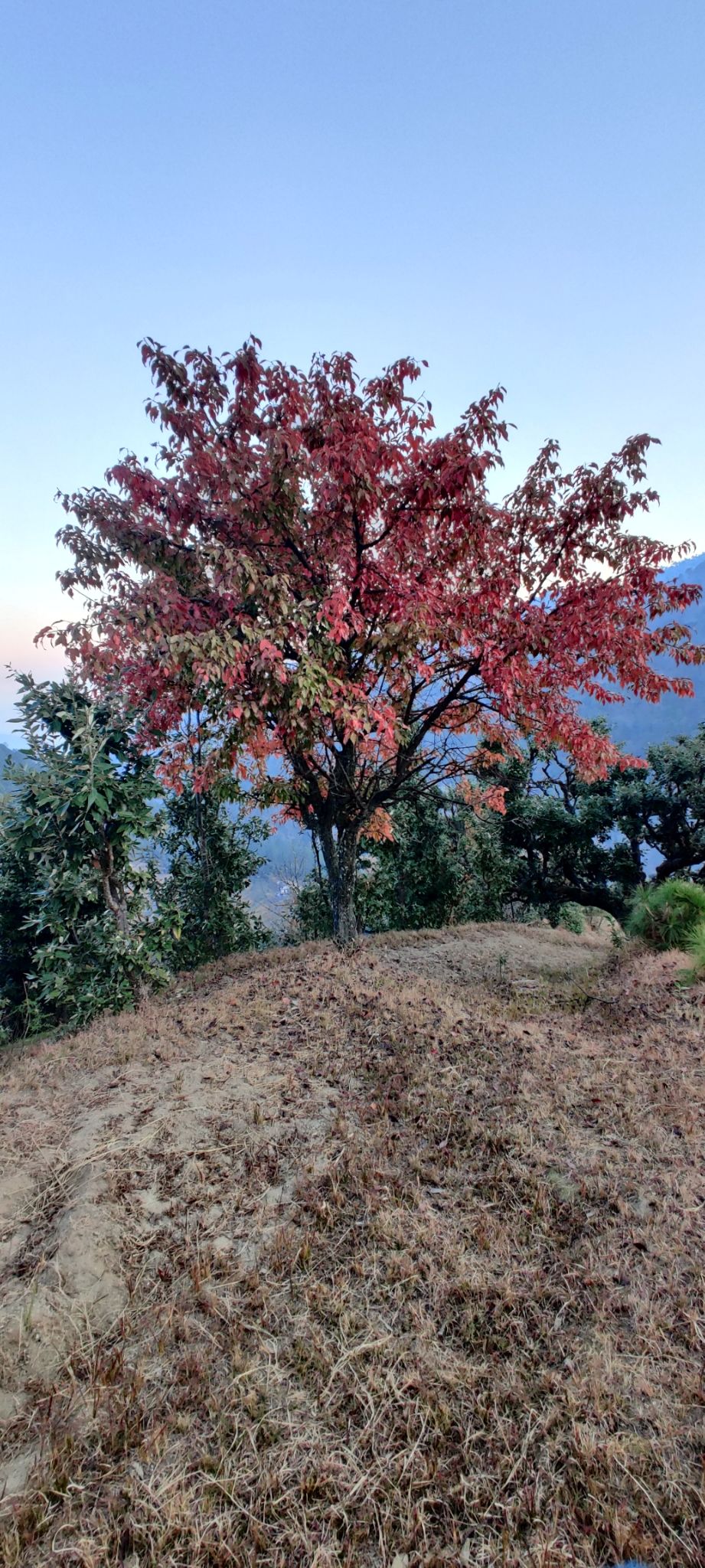 Photo of Mukteshwar, Uttarakhand, India by Musafir Unchained