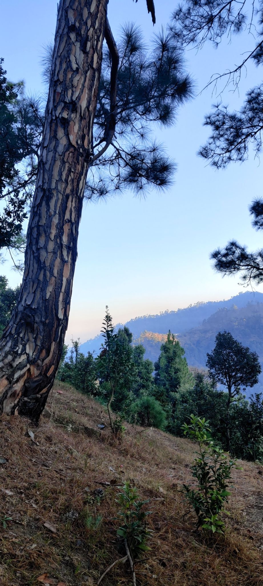 Photo of Mukteshwar, Uttarakhand, India by Musafir Unchained