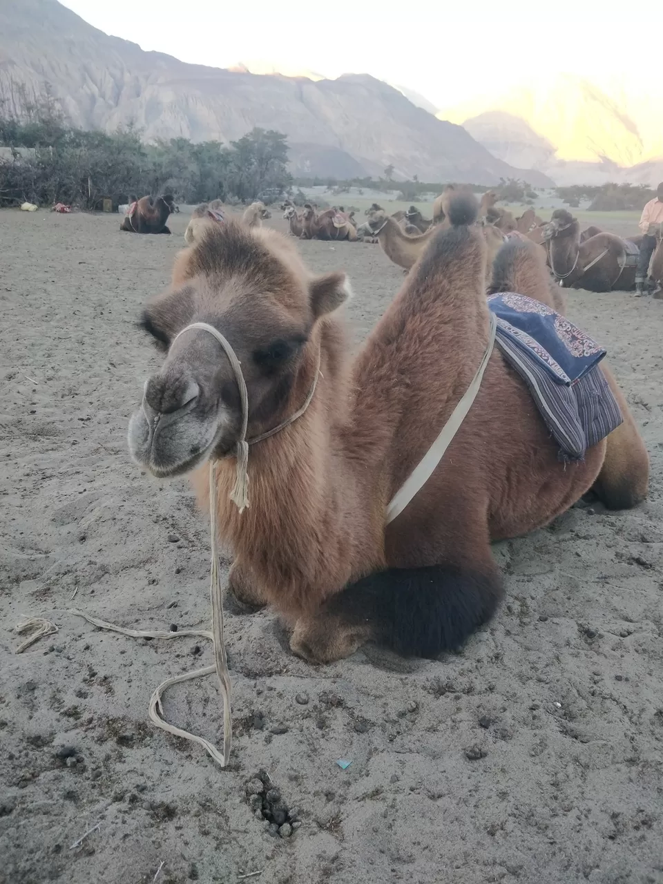 Photo of Hundar Sand Dunes, Hunder by Stayin.Pawsitive