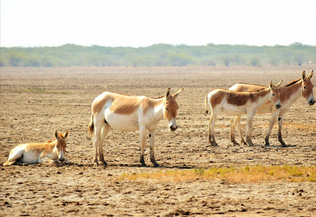 Photo of Little Rann of Kutch - Bajana Wildlife scantuary 1/6 by Rahul Singhvi