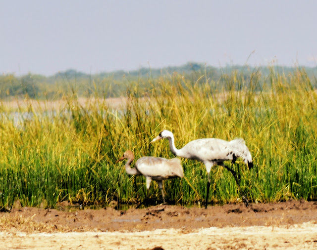 Photo of Little Rann of Kutch - Bajana Wildlife scantuary 2/6 by Rahul Singhvi