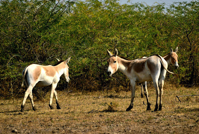 Photo of Little Rann of Kutch - Bajana Wildlife scantuary 3/6 by Rahul Singhvi