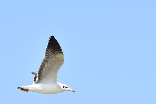 Photo of Little Rann of Kutch - Bajana Wildlife scantuary 5/6 by Rahul Singhvi