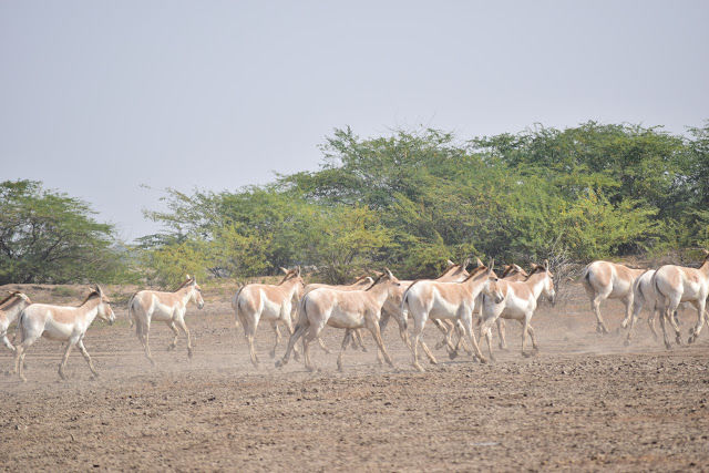 Photo of Little Rann of Kutch - Bajana Wildlife scantuary 4/6 by Rahul Singhvi