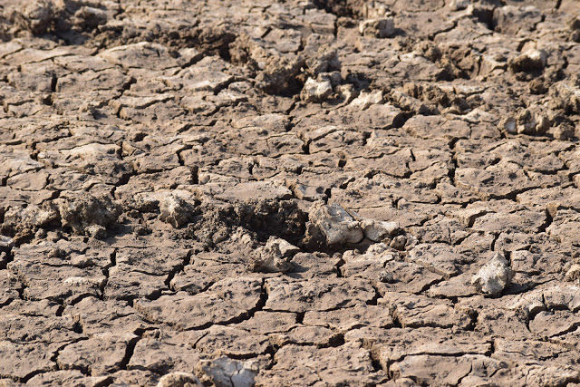 Photo of Little Rann of Kutch - Bajana Wildlife scantuary 6/6 by Rahul Singhvi
