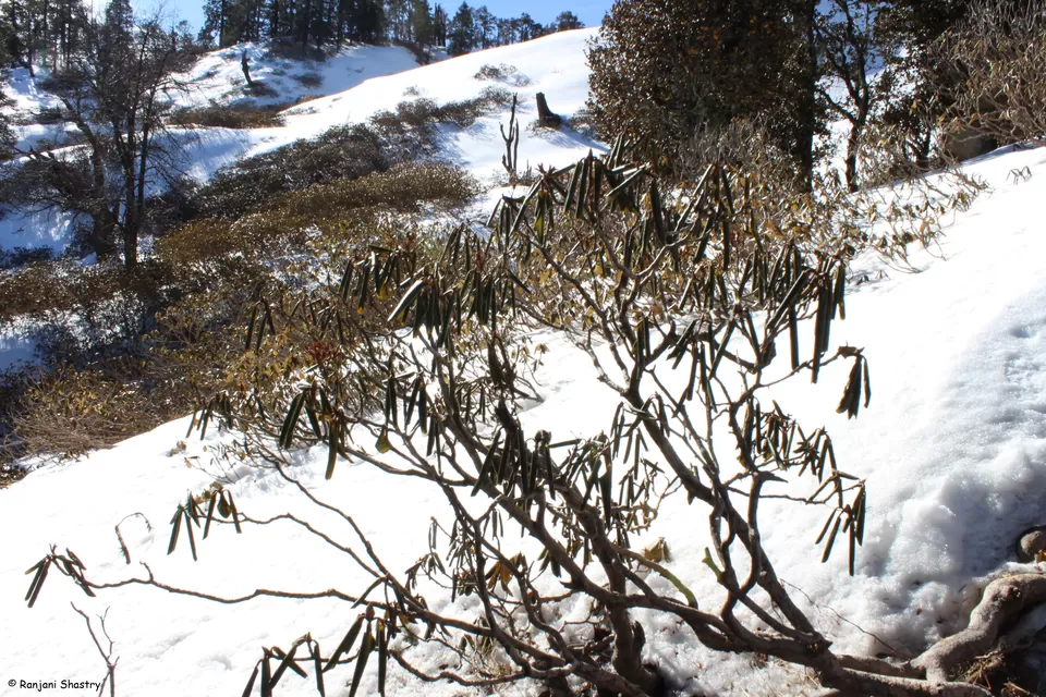Photo of Kedarkantha Summit, Bandiyar, Uttarakhand, India by Ranjani Surashastry