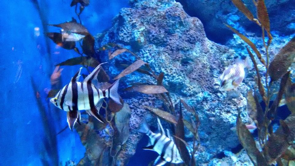 Photo of 10 Things to Do in Singapore 4/12 by Priyanka Nayak