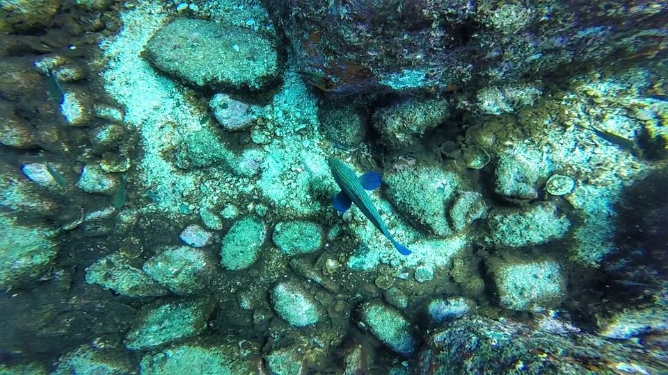 Photo of The World Underneath Ours - Scuba Diving at Netrani Island by Offbeat Voyagers