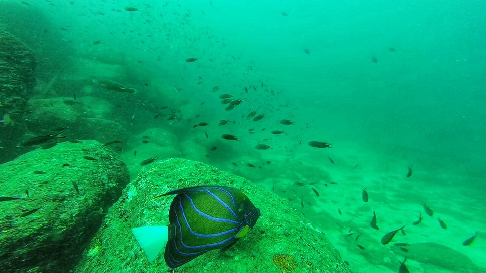 Photo of The World Underneath Ours - Scuba Diving at Netrani Island by Offbeat Voyagers