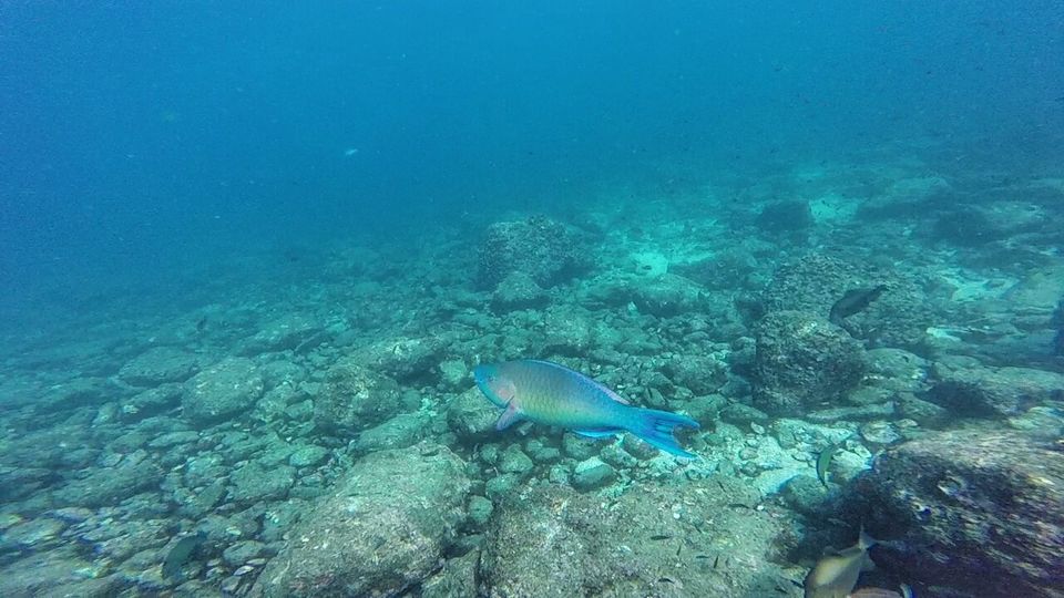 Photo of The World Underneath Ours - Scuba Diving at Netrani Island by Offbeat Voyagers