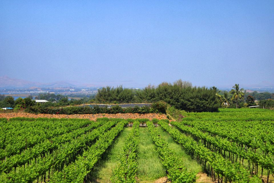 Photo of The Vineyard In Mumbai's Backyard by Offbeat Voyagers