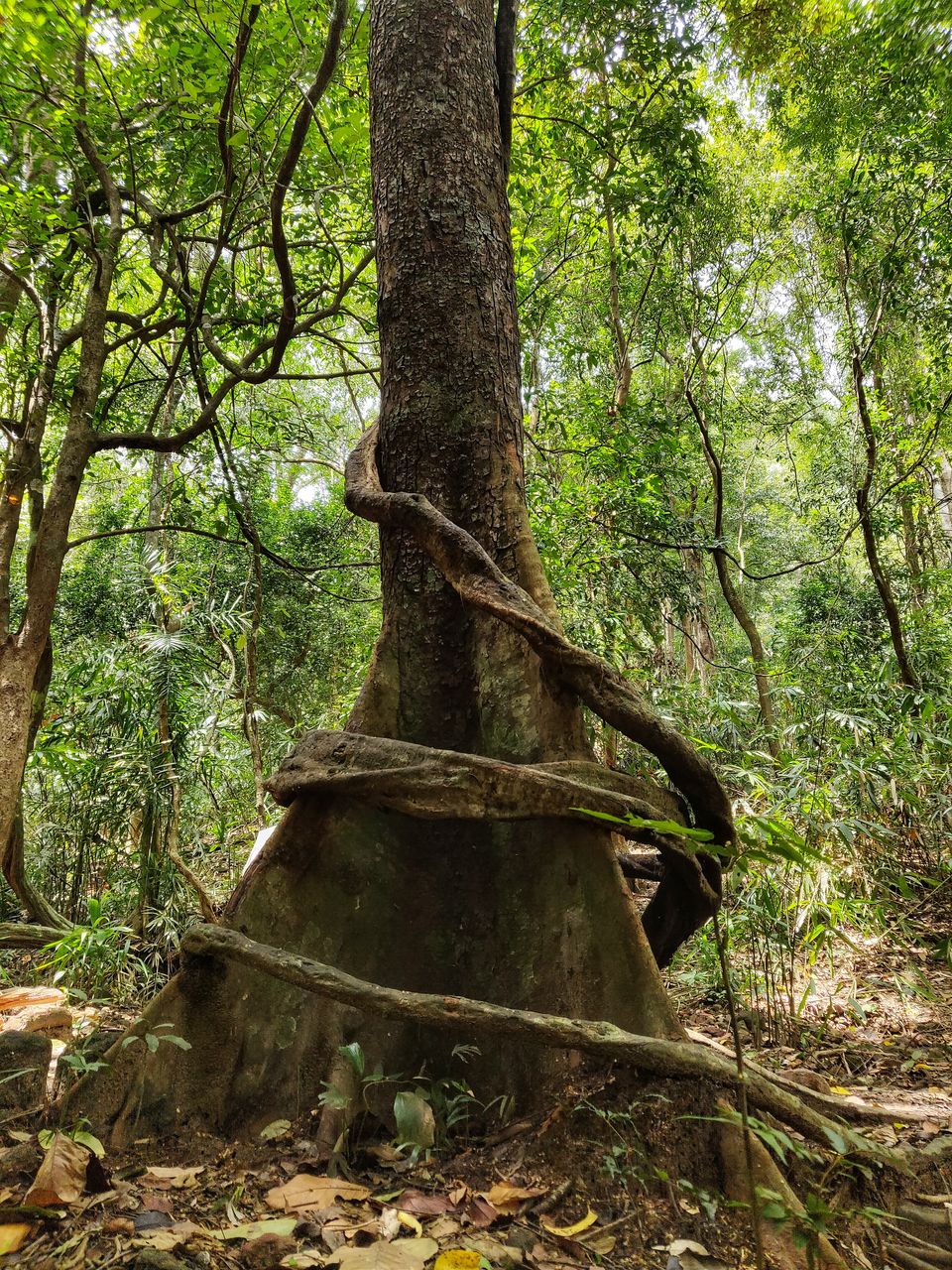 Photo of Ponmudi, Trivandrum's Own Little Hill Station by Nelson