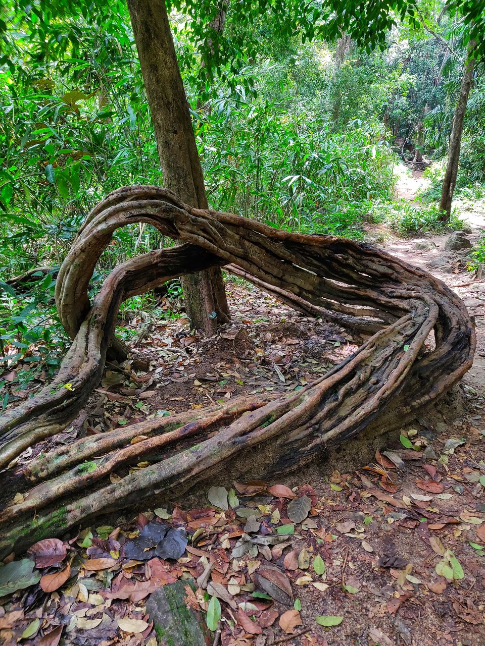 Photo of Ponmudi, Trivandrum's Own Little Hill Station by Nelson