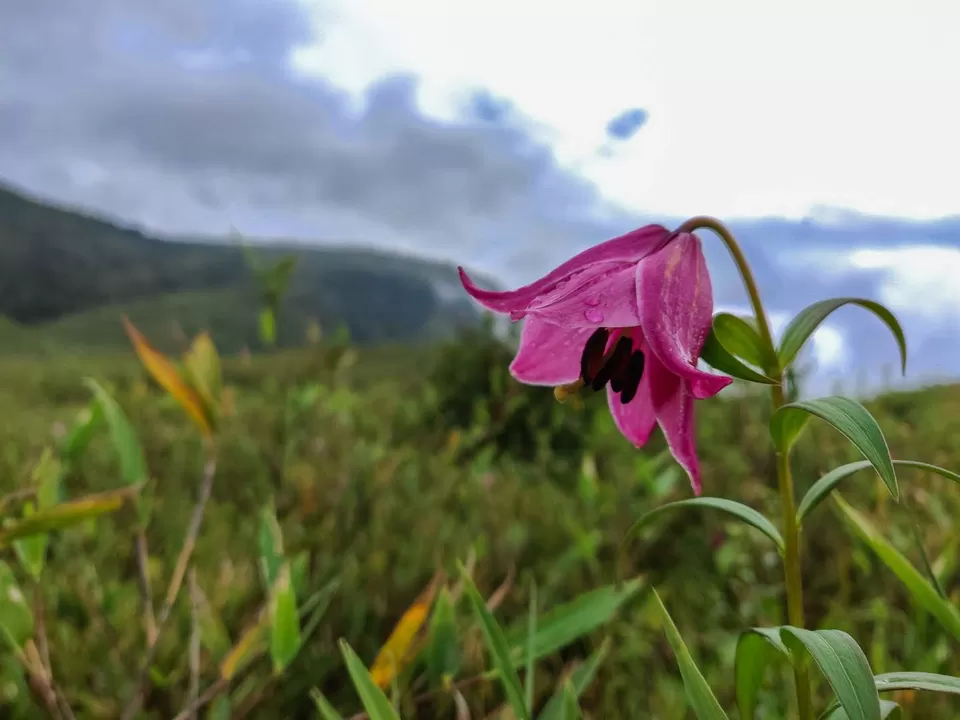 Photo of Dzükou Valley, Viswema, Nagaland, India by Offbeat Voyagers