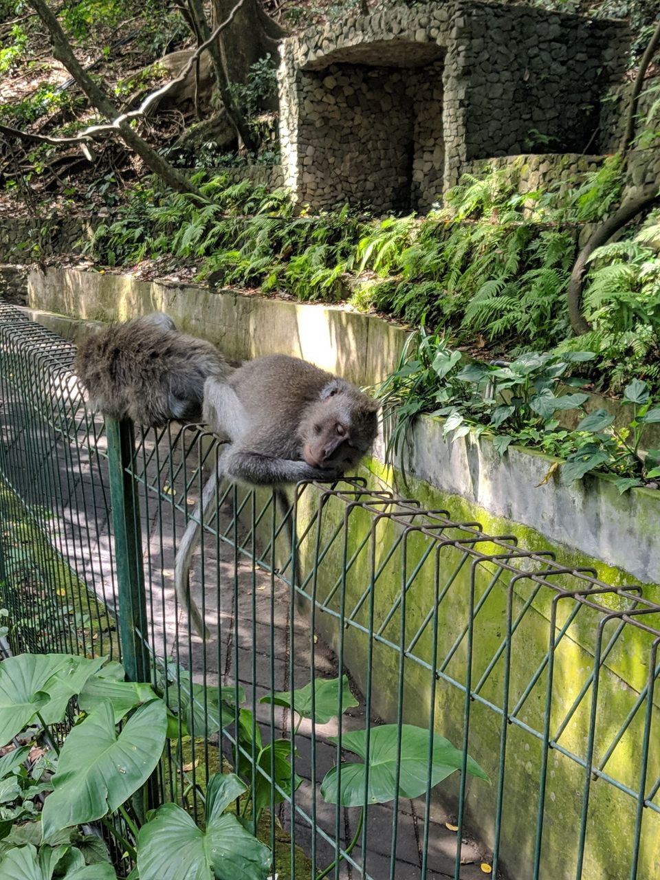 Photo of Sacred Monkey Forest Sanctuary, Jalan Monkey Forest, Ubud, Gianyar, Bali, Indonesia by Offbeat Voyagers