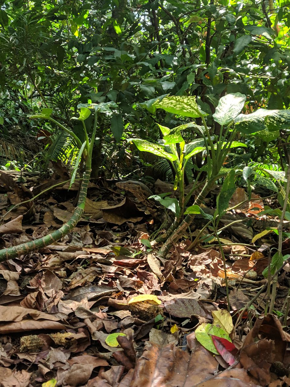 Photo of Sacred Monkey Forest Sanctuary, Jalan Monkey Forest, Ubud, Gianyar, Bali, Indonesia by Offbeat Voyagers