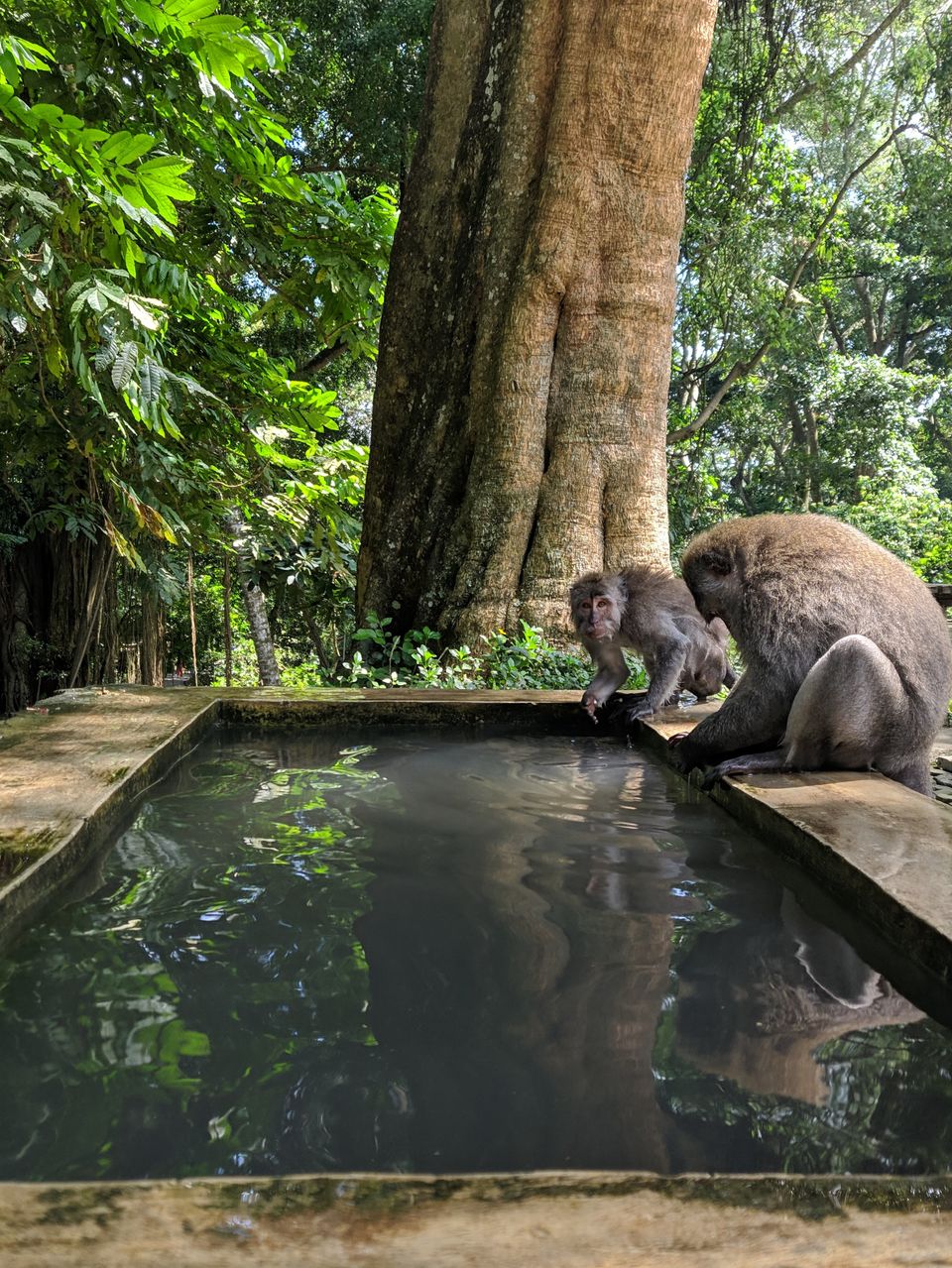 Photo of Sacred Monkey Forest Sanctuary, Jalan Monkey Forest, Ubud, Gianyar, Bali, Indonesia by Offbeat Voyagers