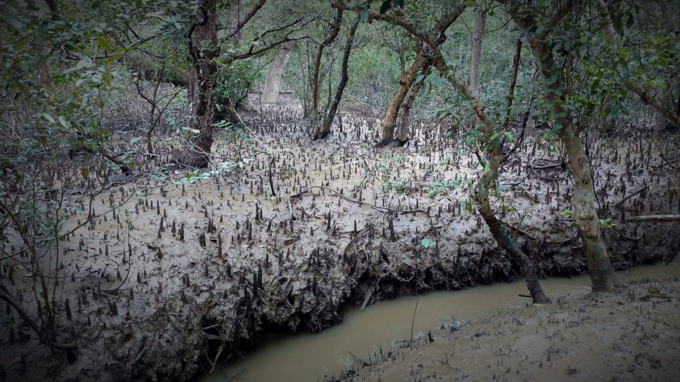 Photo of ODISHA-V: Bhitarkanika: The Swamp lands of our Unconscious mind 2/21 by Rupa Abdi