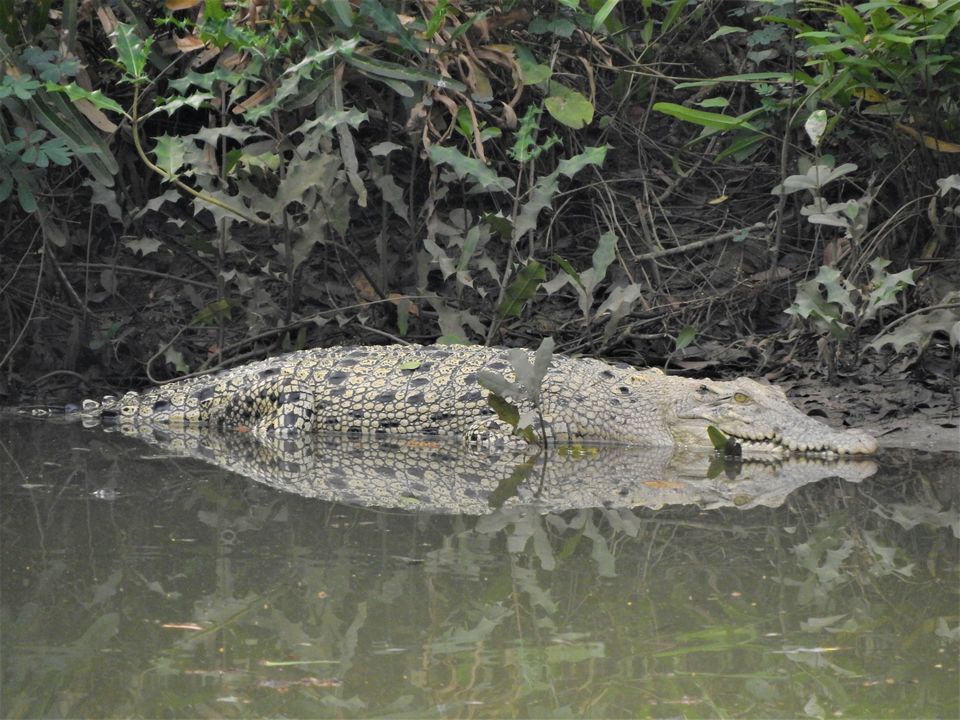 Photo of ODISHA-V: Bhitarkanika: The Swamp lands of our Unconscious mind 5/21 by Rupa Abdi
