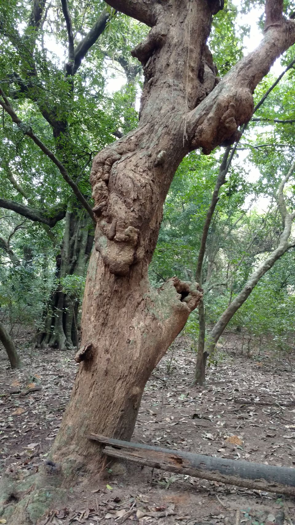 Photo of ODISHA-V: Bhitarkanika: The Swamp lands of our Unconscious mind 7/21 by Rupa Abdi