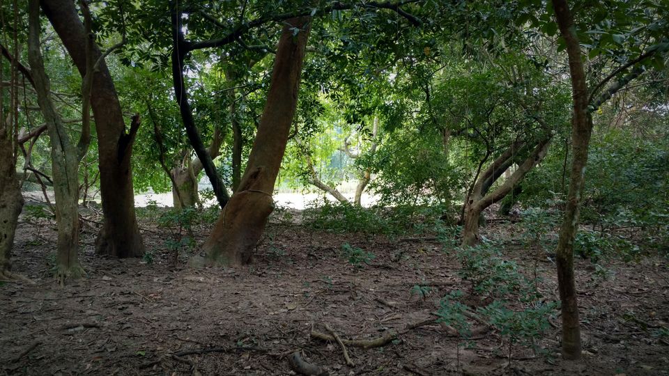 Photo of ODISHA-V: Bhitarkanika: The Swamp lands of our Unconscious mind 13/21 by Rupa Abdi