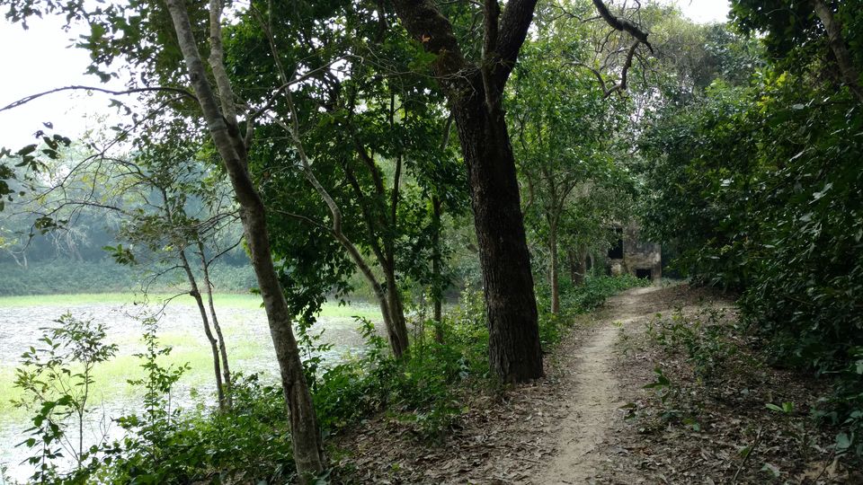 Photo of ODISHA-V: Bhitarkanika: The Swamp lands of our Unconscious mind 14/21 by Rupa Abdi