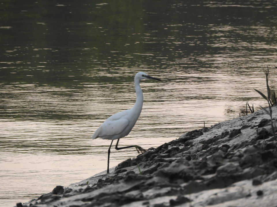 Photo of ODISHA-V: Bhitarkanika: The Swamp lands of our Unconscious mind 18/21 by Rupa Abdi