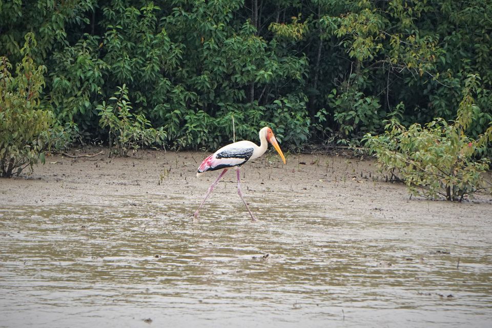 Photo of ODISHA-V: Bhitarkanika: The Swamp lands of our Unconscious mind 19/21 by Rupa Abdi