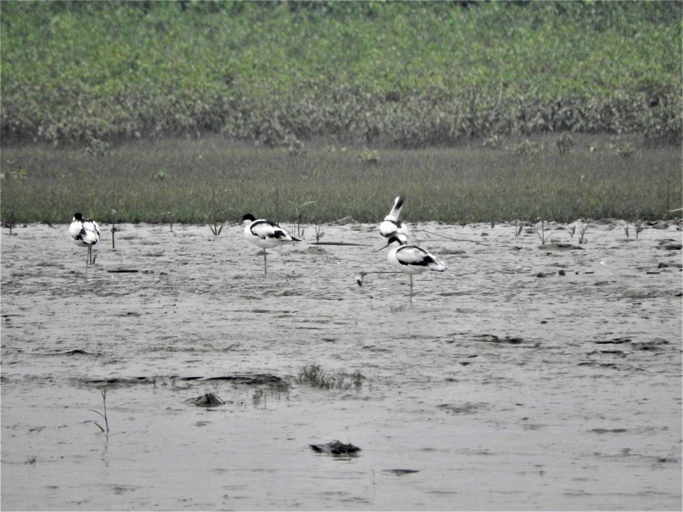 Photo of ODISHA-V: Bhitarkanika: The Swamp lands of our Unconscious mind 20/21 by Rupa Abdi