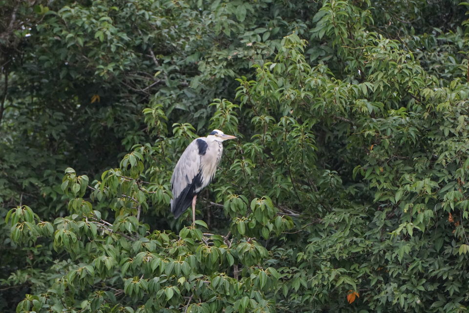 Photo of ODISHA-V: Bhitarkanika: The Swamp lands of our Unconscious mind 21/21 by Rupa Abdi