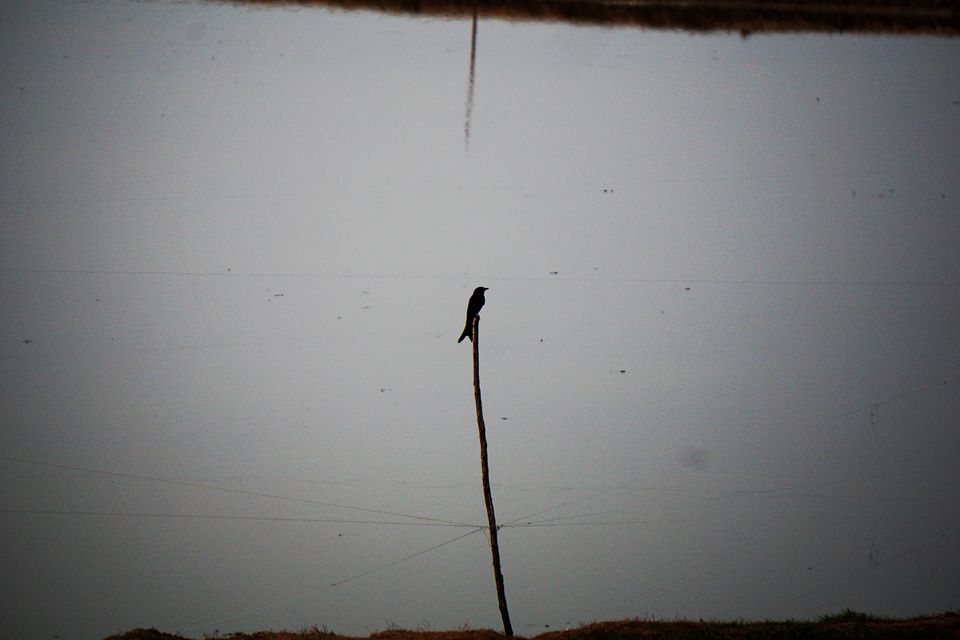 Photo of The Drongo and the Sun: The People and Landscapes of Odisha 41/41 by Rupa Abdi