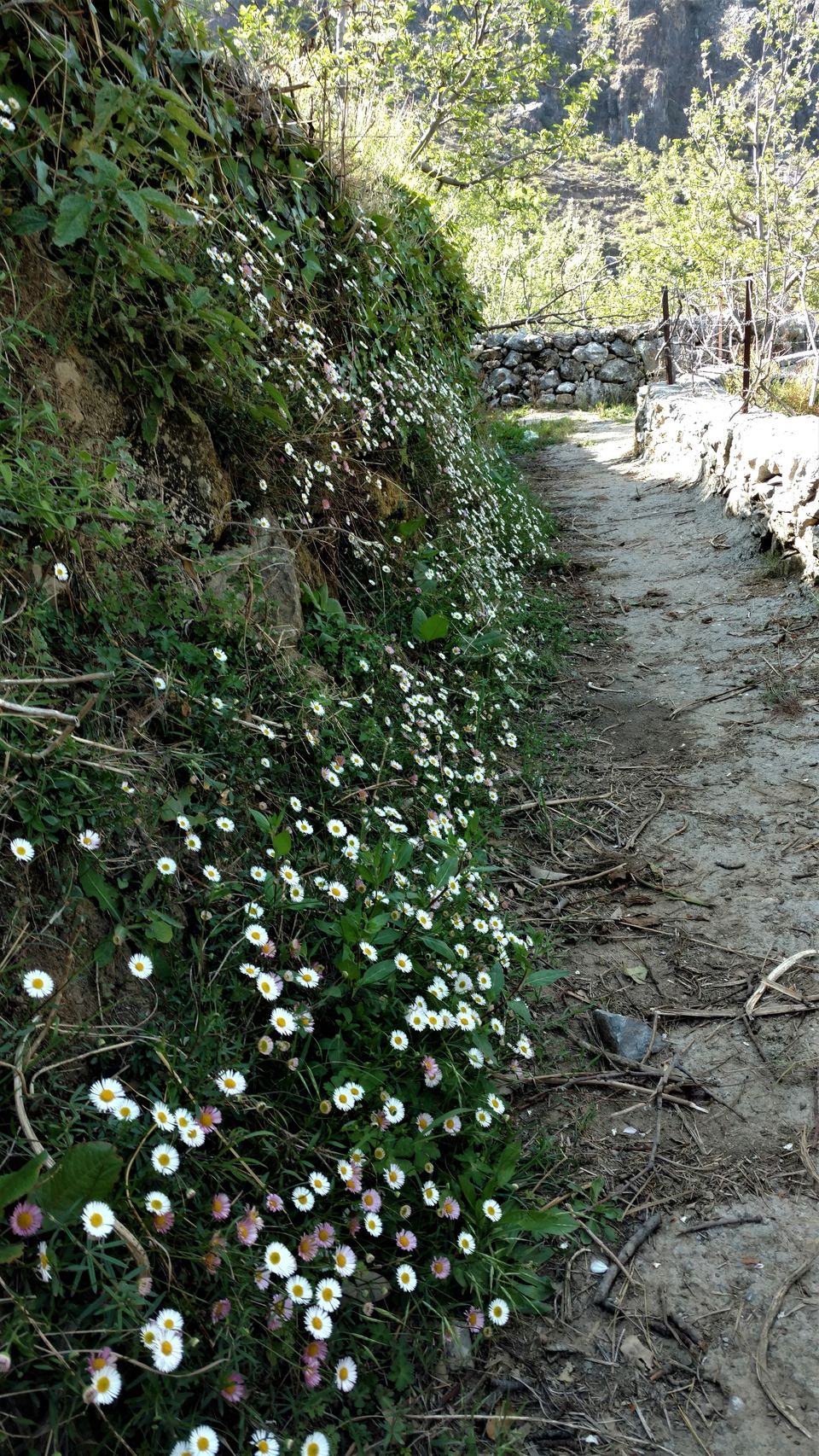 Photo of Gorchha I- Overview: A little known Gem in the Himalayas 13/41 by Rupa Abdi