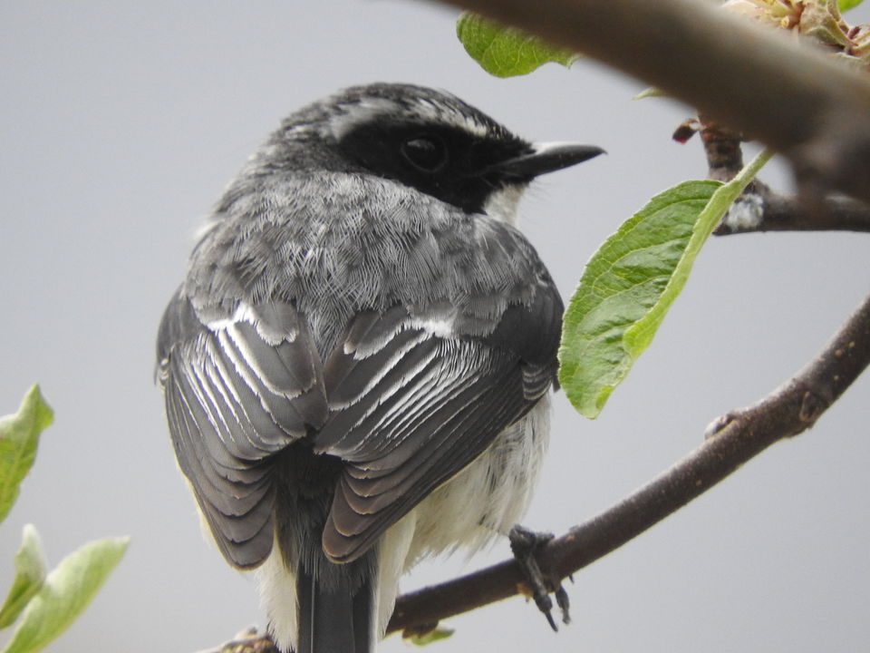 Photo of Gorchha I- Overview: A little known Gem in the Himalayas 30/41 by Rupa Abdi