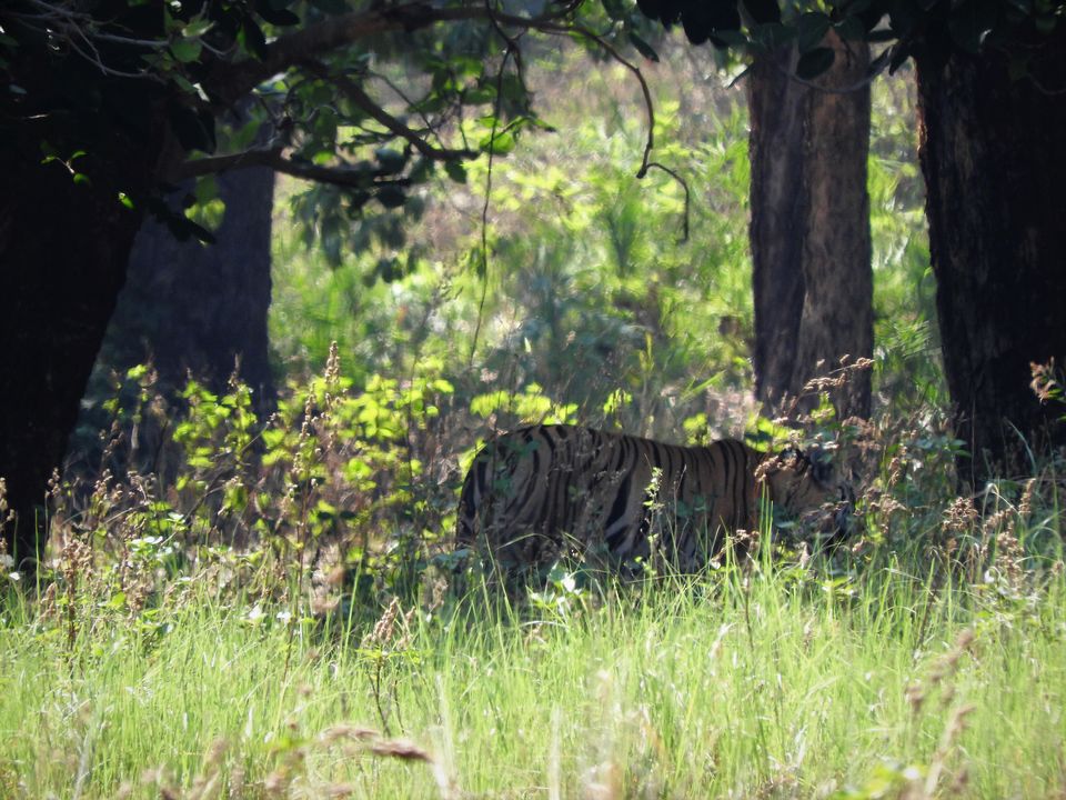 Photo of Holiday Resort Chains, should you become a member? : Club Mahindra, Kanha 15/51 by Rupa Abdi