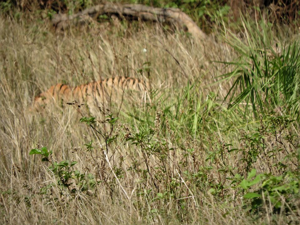 Photo of Holiday Resort Chains, should you become a member? : Club Mahindra, Kanha 16/51 by Rupa Abdi