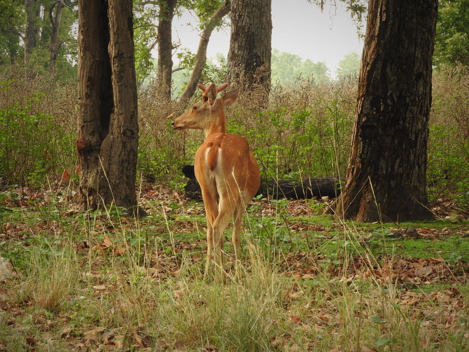 Photo of Holiday Resort Chains, should you become a member? : Club Mahindra, Kanha 17/51 by Rupa Abdi
