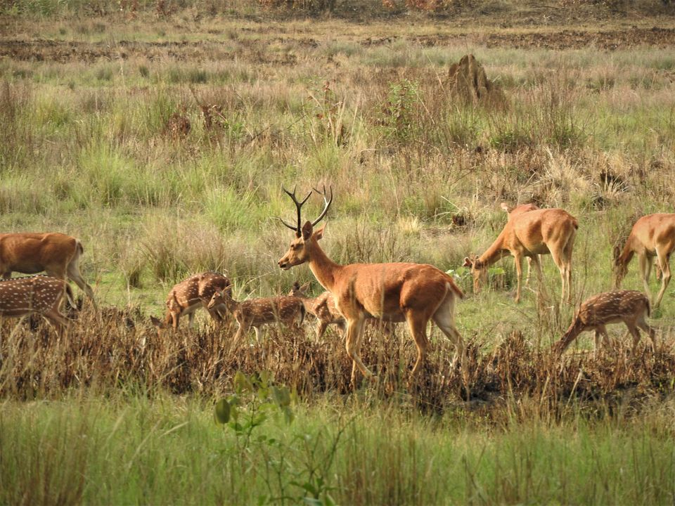 Photo of Holiday Resort Chains, should you become a member? : Club Mahindra, Kanha 18/51 by Rupa Abdi