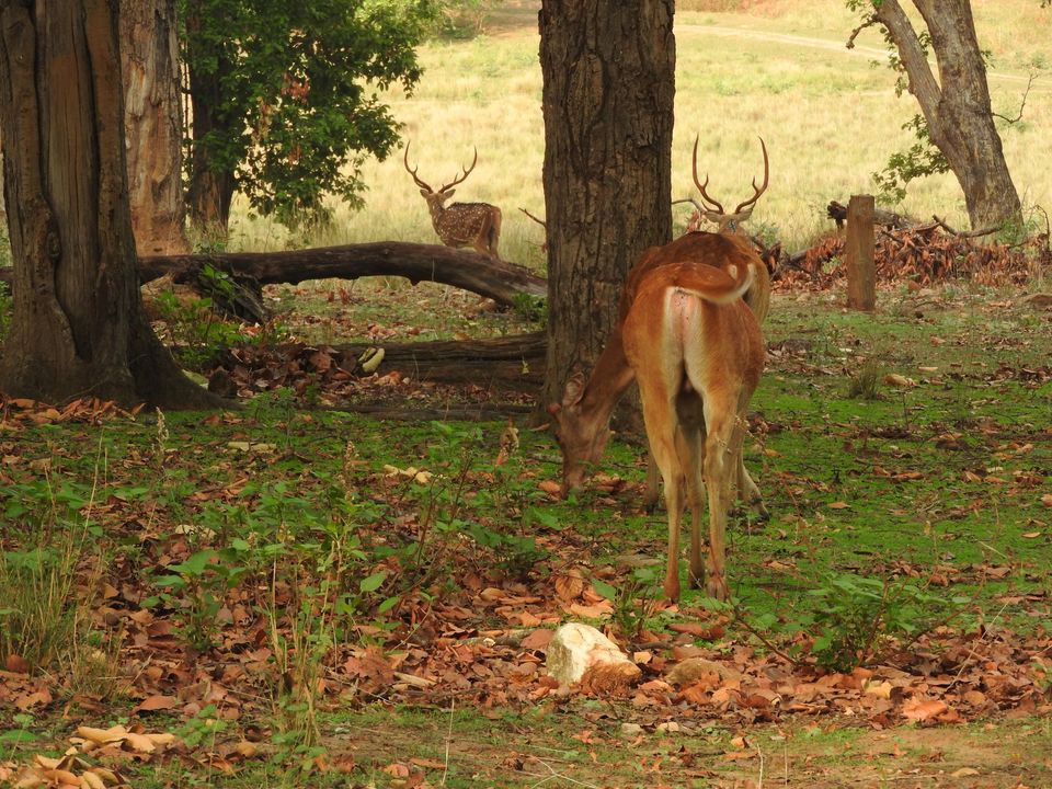 Photo of Holiday Resort Chains, should you become a member? : Club Mahindra, Kanha 19/51 by Rupa Abdi