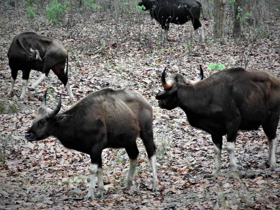Photo of Holiday Resort Chains, should you become a member? : Club Mahindra, Kanha 20/51 by Rupa Abdi