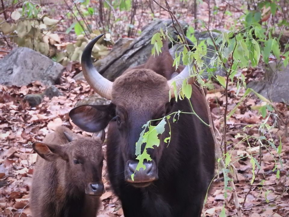 Photo of Holiday Resort Chains, should you become a member? : Club Mahindra, Kanha 21/51 by Rupa Abdi